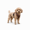 Woffle No Pull Dog Harness for Outdoor Training Walking
