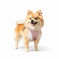 Woffle No Pull Dog Harness for Outdoor Training Walking